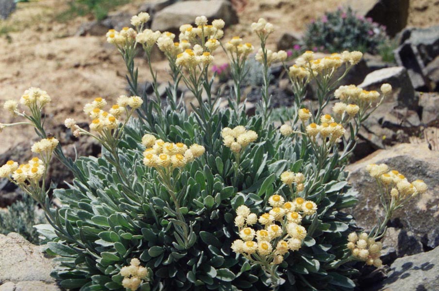 Helichrysum orientale 3